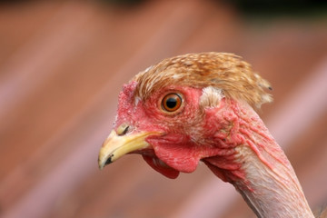 Chicken fowl Transylvanian naked neck 