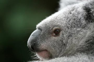 Tableaux ronds sur aluminium brossé Koala Koala, Australia