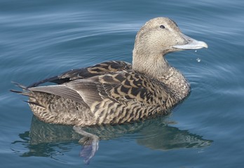 Female eider. 