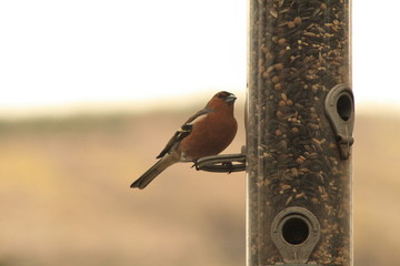 Chaffinch Feeding