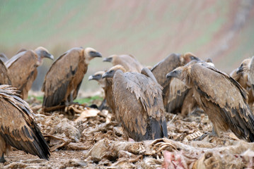 buitres leonados