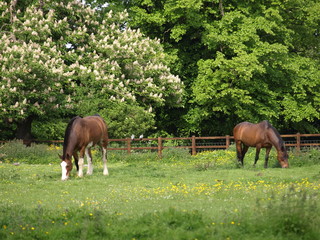 country horses