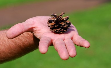 pine cone