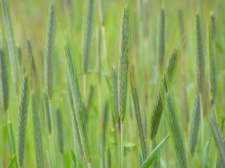 Fototapeta na wymiar spring wheat