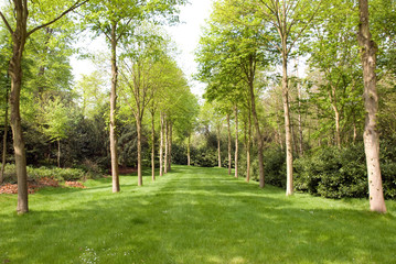 Obraz premium Tree Lined Avenue