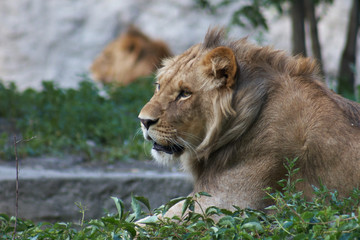 Portrait of a big male lion
