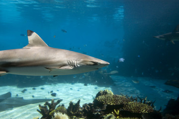 Obraz premium Sharkhd