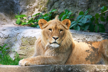 Obraz na płótnie Canvas close-up of a cute lion cub