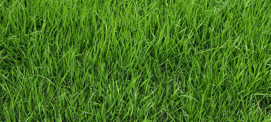 Young grass - pattern / background