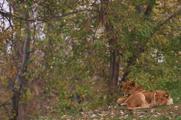 Two young lions together