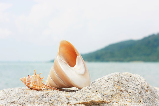 Seashell On The Rock