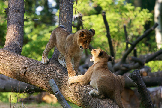 Two young lions together
