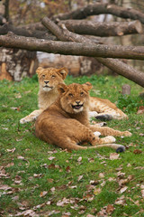 Two young lions together