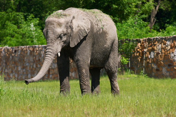 Fototapeta na wymiar A full body of an African Elephant