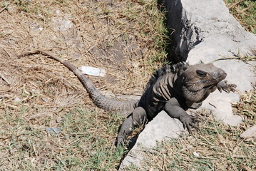 bronzette de lézard