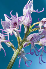 orchis simia