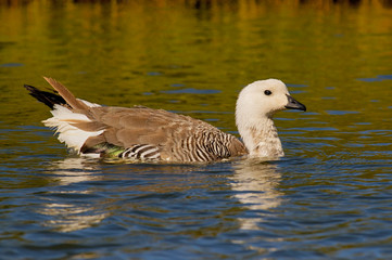 Upland Goose (Chloephaga picta) male