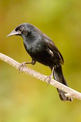 Unicolored Blackbird (Agelaius cyanopus) male