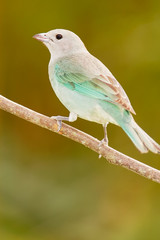 Sayaca Tanager (Thraupis sayaca)