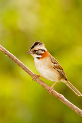  Rufous-collared Sparrow (Zonotrichia capensis)