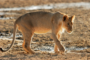 Young African lion, Kalahari desert