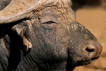 African (Cape) buffalo portrait