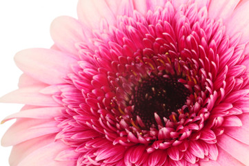 Gerbera