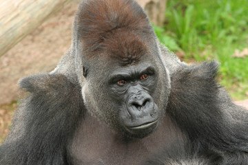 Silverback gorilla