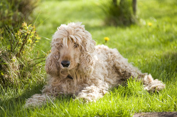 Happy Dog