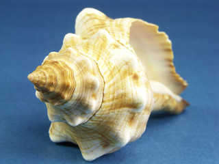 Florida horse conch seashell