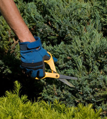 Obraz premium The Patient Gardener