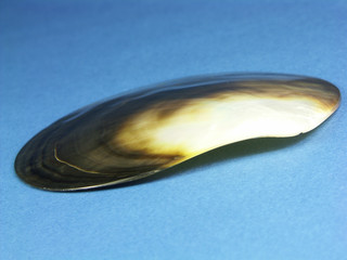 Black Abalone seashell