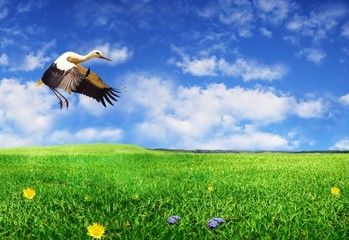 landing stork © Witold Krasowski