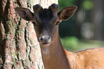 Reh © Petra Kohlstädt