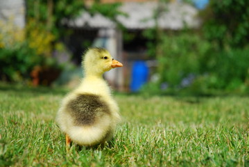 Small duck