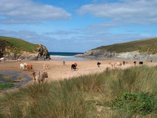 Kühe am Strand