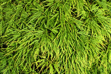 Japanese Maple (Acer Palmatum)