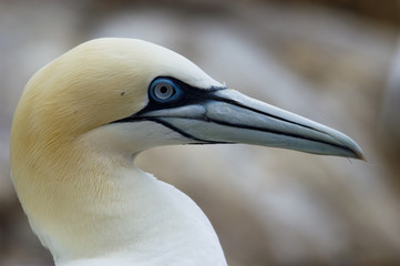 Gannet