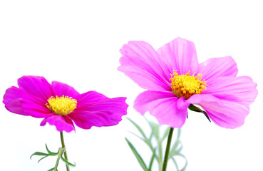 zarte rosa blüten
