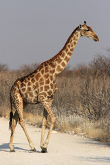 Giraffe