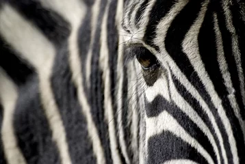 Deurstickers Zebra zebra oog