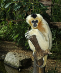 White Cheek Gibbon
