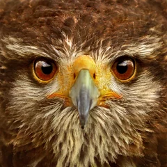 Crédence de cuisine en verre imprimé Aigle Hawk Close-up