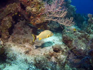 Fototapeta na wymiar Cayman Island Reef Scene with French Grunt
