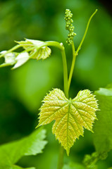 tiny grapes growing on the vine