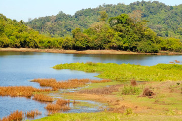 lake in the jungle