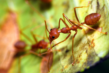 weaver ant