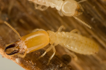 Soldier termite - 7752438