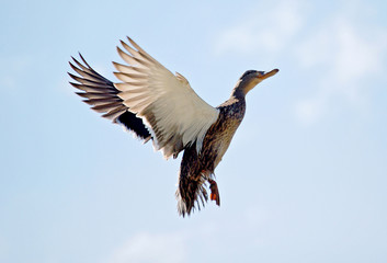 Duck flying into blue sky