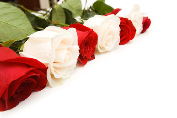 Roses arranged on white background with copyspace